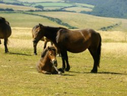 Exmoor Ponies Wallpaper