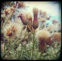 Thistles, Cawston Grange Wallpaper