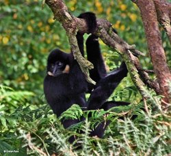 Monkey World, Dorset. Wallpaper