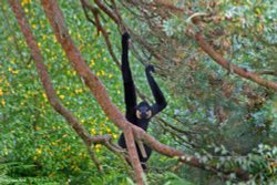 Monkey World, Dorset. Wallpaper