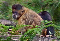 Monkey World, Dorset. Wallpaper