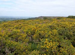 Sampford Moor Wallpaper