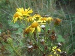 Hedgerow wildlife along the old railway line at Cawston Wallpaper