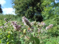 Hedgerow mint, old railway near Cawston Wallpaper