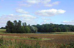 Cawston Woods and Pool/Reservoir Wallpaper