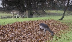 Mr and Mrs Deer