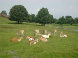 Bradgate Park Wallpaper