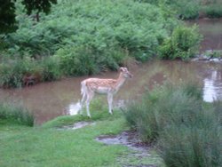 Fallow Deer Wallpaper