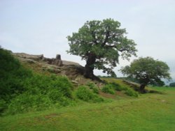 Bradgate Park Oak trees Wallpaper