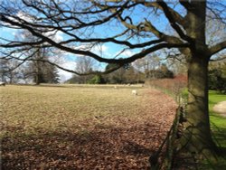 Parkland at Nidd in Autumn Wallpaper