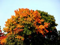 Autumn Colours at Nidd. Wallpaper