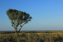 Lone tree in Cleethorpes Wallpaper