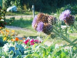 On the allotment, Bilton Wallpaper