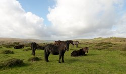 Dartmoor Wallpaper