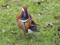 Swanley Park Mandarin Duck Wallpaper