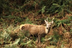 Bradgate Park Wallpaper