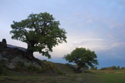 Bradgate Park Wallpaper