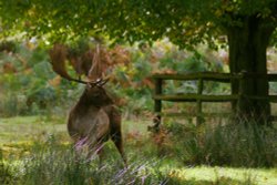 Bradgate Park Wallpaper