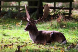 Bradgate Park Wallpaper