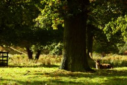 Bradgate Park Wallpaper