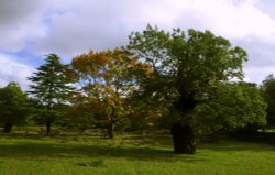 Bradgate Park Wallpaper