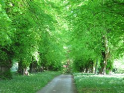 Woodland Walk, Constable Burton Hall Gardens at the entrance to Wensleydale Wallpaper