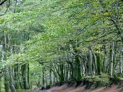 Quantock Hills Wallpaper