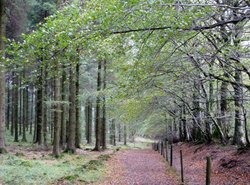 Quantock Hills Wallpaper