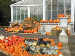 Pumpkin Display, Kew Gardens Wallpaper