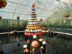 Pumpkin Display, Kew Gardens Wallpaper