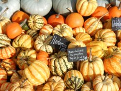 Pumpkins, Kew Gardens Wallpaper