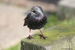 Starling at Felixtowe Wallpaper