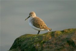 Dunlin. In winter plumage. Wallpaper