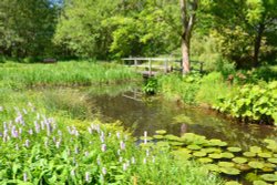 Summer in the Water Garden Wallpaper