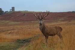 Bradgate Park Wallpaper