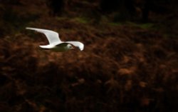 Bradgate Park Wallpaper