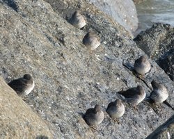 Lyme Regis Wallpaper