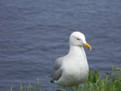 One of the many birds around Port Isaac's cliffs Wallpaper