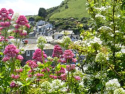 Looking through the flora at Port Isaac Wallpaper