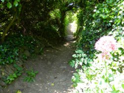 Along the coastal footpath from Port Isaac to Port Quin. Wallpaper