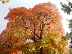 Tree in Autumn, Kew Gardens Wallpaper