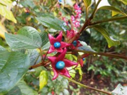 Harlequin Glorybower, Kew Gardens Wallpaper