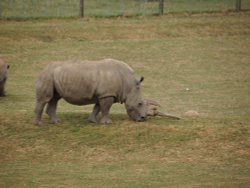 Marwell Zoo Wallpaper