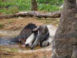 Marwell Zoo Wallpaper