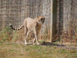 Marwell Zoo Wallpaper