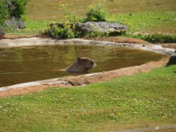 Marwell Zoo Wallpaper