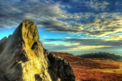 Bradgate Park Wallpaper