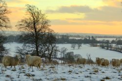 Snowy Sheep ! Wallpaper