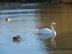 Swan, Coombe Abbey Country Park Wallpaper