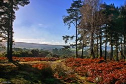 Arne RSPB Reserve Wallpaper